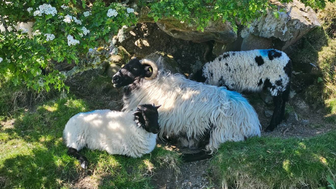 irish-blackface-sheep-and-lambs